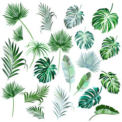 Fototapeta na wymiar Big collection of vector hand drawn colored palm leaves for design