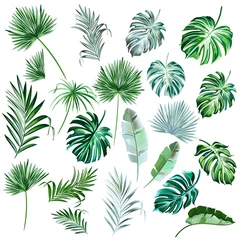 Poster Grote verzameling van vector handgetekende gekleurde palmbladeren voor ontwerp © Mary fleur