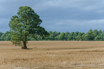 A field of cereal crop groing in a field in the South Staffordshire countryside in The UK.