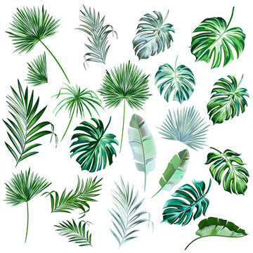 Big collection of vector hand drawn colored palm leaves for design © Mary fleur