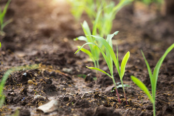 Corn seedlings are growing