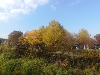 autumn in the park