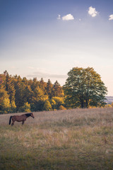 Obraz na płótnie Canvas Brown horse in a yellow dry field