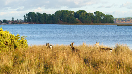 Sika Deer (Cervus nippon)