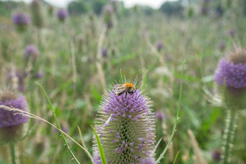 Fototapeta premium Bee on Blossom Teasel at Summer Meadow