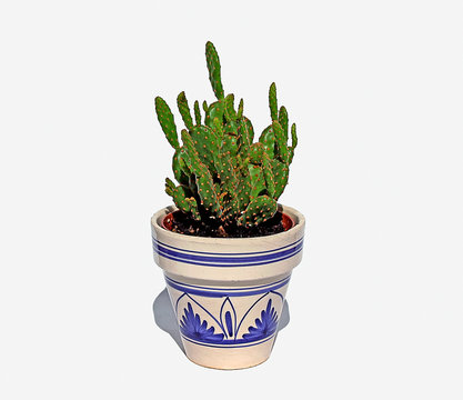 Small prickly cactus in  hand painted pot, quirky potted cactus