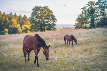 Brown horse in a yellow dry field