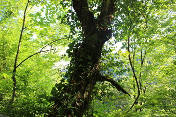 tree in forest