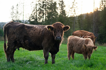 Brown cow with calf on a meadow