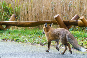 Red Fox (Vulpes vulpes), taken in the UK