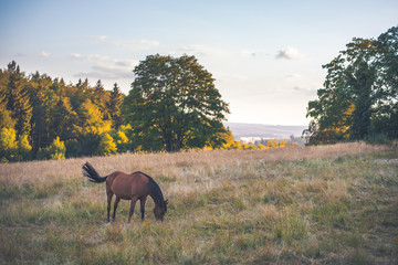 Brown horse in a yellow dry field