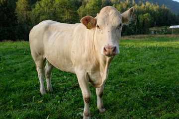 Naklejka na ściany i meble White cow on a grassland