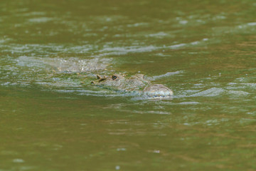 American Crocodile (Crocodylus acutus), taken in Costa Rica.