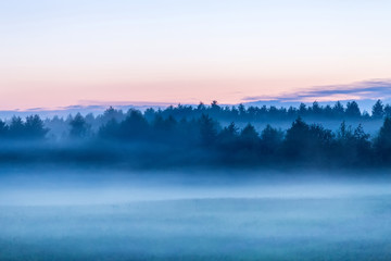 Misty forest after sunset