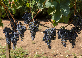 Red wine grapes ready to harvest and wine production. Saint Emilion, France