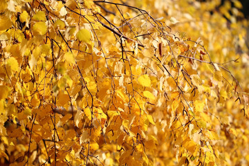 Autumn birch background