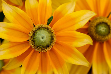 closeup of yellow flower