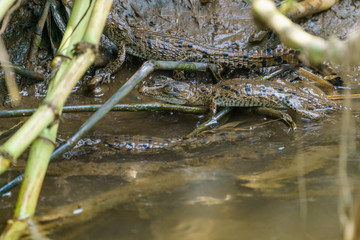 American Crocodile (Crocodylus acutus) baby, taken in Costa Rica.