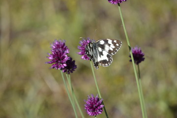 purple flower with butterfly