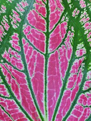 abstract background of green leaves