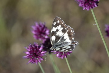 maeiposa on purple-colored flower
