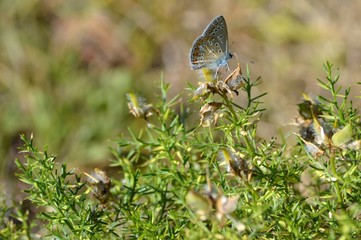 butterfly colors on green plants