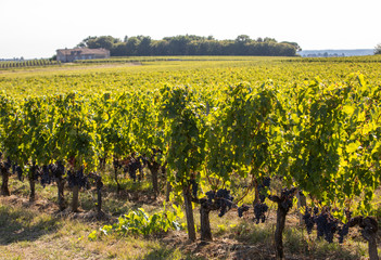 Fototapeta na wymiar Ripe red Merlot grapes on rows of vines in a vienyard before the wine harvest in Montagne. Saint Emilion region. France