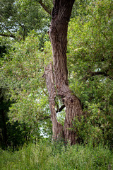 One old tree with a big hole