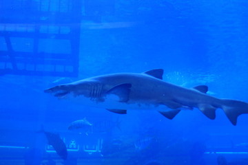 Fototapeta premium Malaysia 