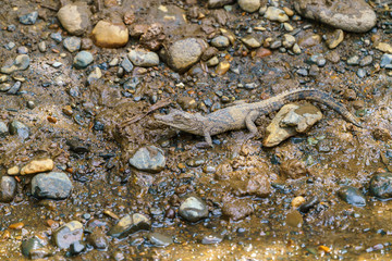 American Crocodile (Crocodylus acutus) baby, taken in Costa Rica.
