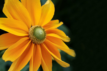 yellow flower head on dark background