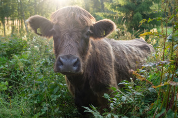 Brown cow on a pasture