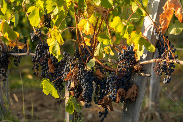 Ripe Merlot grapes lit by warm late sunshine in Montagne vineyard near Saint Emilion, Gironde,...