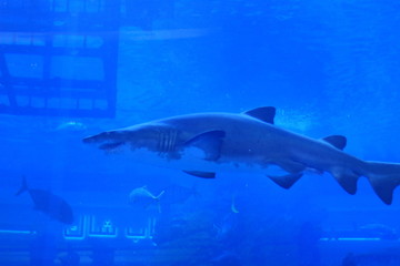 Fototapeta premium Malaysia 