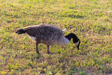 Canada goose eating at park, Angrignon, Montreal