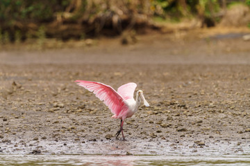 Roseate Spoonbill (Platalea ajaja), taken in Costa Rica