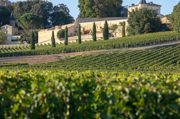 Fototapeta na wymiar Ripe red grapes on rows of vines in vienyard of Clos La Madeleine before the wine harvest in Saint Emilion region. France