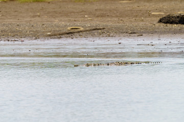 American Crocodile (Crocodylus acutus), taken in Costa Rica.