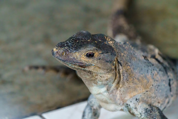 Black Spiny Tailed Iguana (Ctenosaura similis), taken in Costa Rica