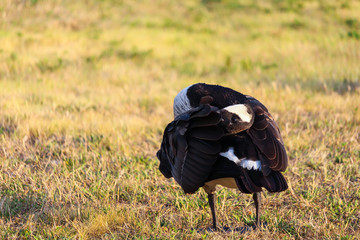 Canada goose preening feathers, Angrignon, Montreal