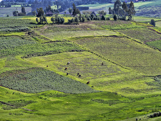 Fototapeta na wymiar Agricultural landscape of northern Ethiopia