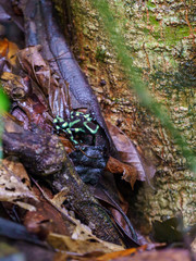 Green-and-Black Poison Dart Frog (Dendrobates auratus)