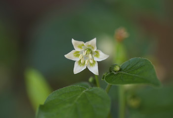 Chili pepper flower