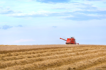Fototapeta premium Red combine harvesting