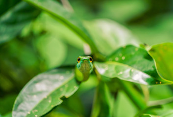 Cope's Vine Snake (Oxybelis brevirostris) in Costa Rica