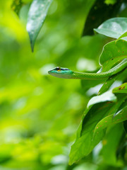 Cope's Vine Snake (Oxybelis brevirostris) in Costa Rica
