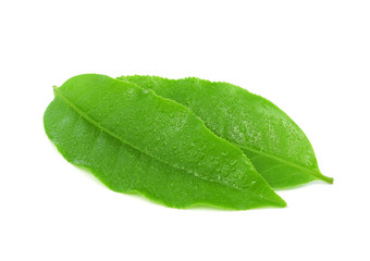 Fototapeta na wymiar Green tea leaf with drops of water on white background.