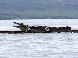 Nile crocodile, Crocodylus niloticus on Lake Chamo, Ethiopia