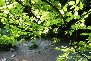 Fototapeta na wymiar green leaves in water