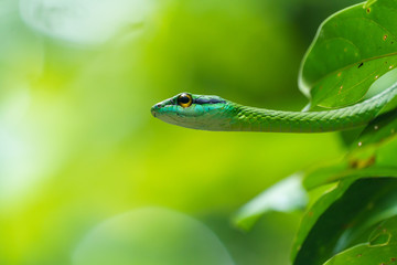 Cope's Vine Snake (Oxybelis brevirostris) in Costa Rica